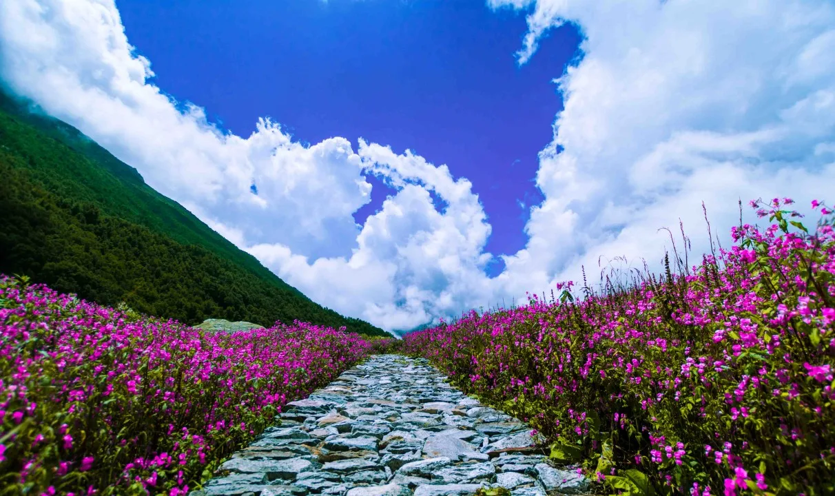 velly-of-flowers