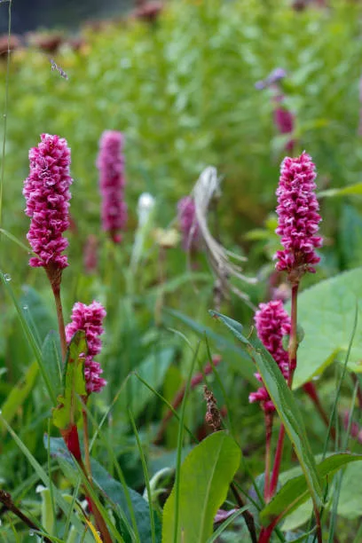 flower-img
