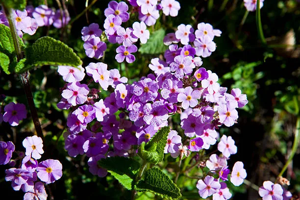 valley of flowers images