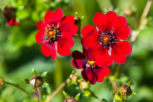 flower-img