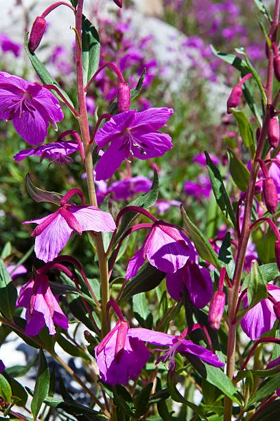 flower-img2