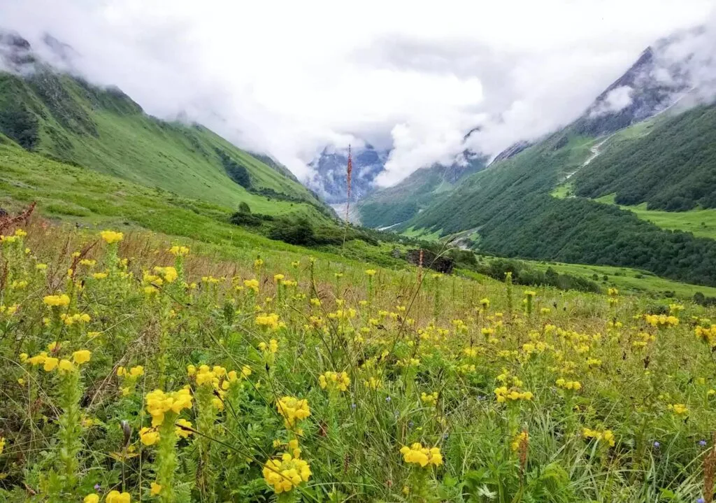 valley of flowers