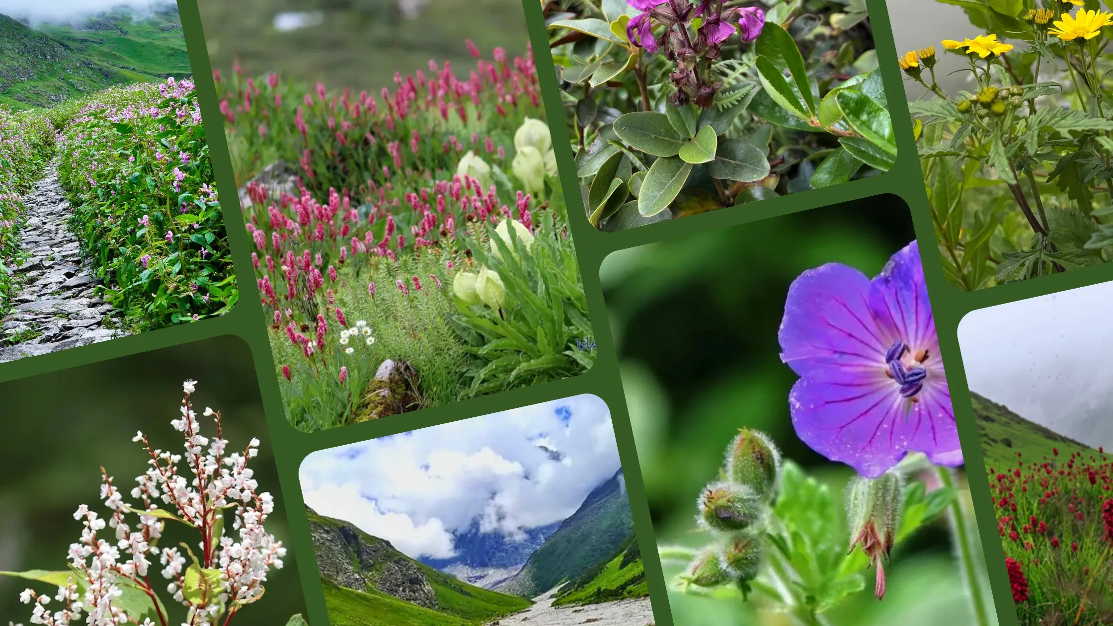 Collage of Valley of Flowers showcasing colorful alpine blooms, mountain trails, and scenic landscapes in Uttarakhand
